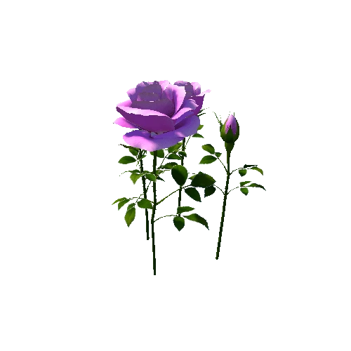 flower rose_madiver1